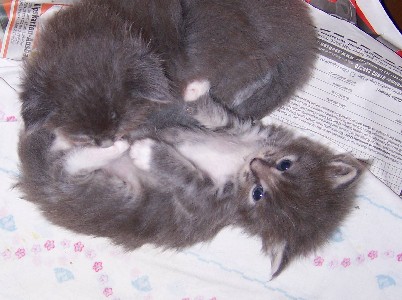 Hamlet mit vier Wochen / four weeks old