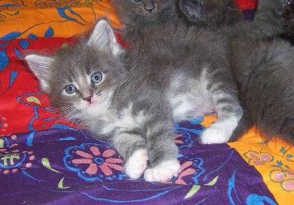 Hamlet mit sechs Wochen / six weeks old