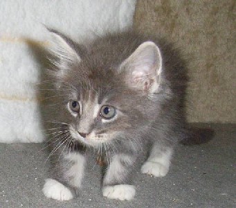 Hamlet mit sieben Wochen / seven weeks old