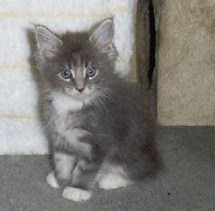 Hamlet mit sieben Wochen / seven weeks old