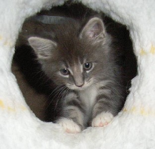 Hamlet mit sieben Wochen / seven weeks old