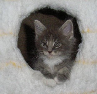 Hamlet mit sieben Wochen / seven weeks old