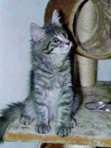 Hurricane mit vier Monaten / four months old