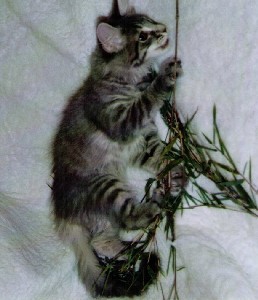 Hurricane mit vier Monaten / four months old