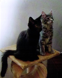 Hurricane und Hypnos mit vier Monaten / four months old