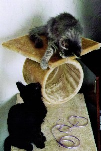 Hurricane und Hypnos mit vier Monaten / four months old