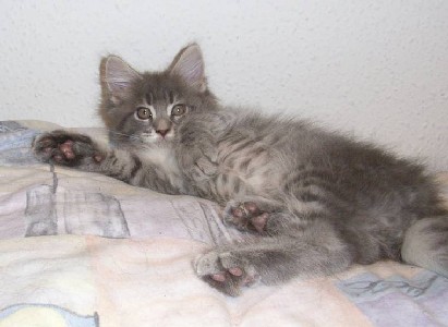 Hurricane mit zehn Wochen / ten weeks old