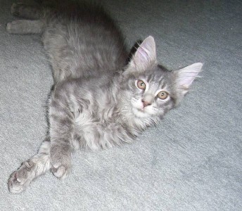 Hurricane mit dreizehn Wochen / thirteen weeks old