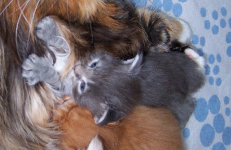 Hurricane mit vier Wochen / four weeks old