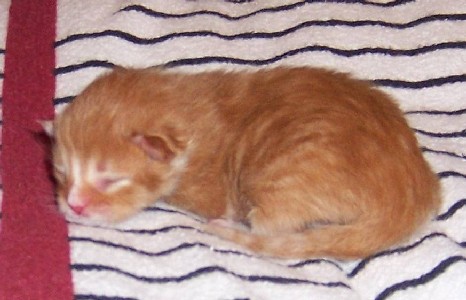 Harley Davidson mit drei Tagen / three days old