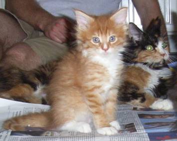 Harley Davidson mit acht Wochen / eight weeks old