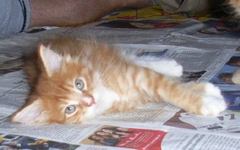 Harley Davidson mit acht Wochen / eight weeks old