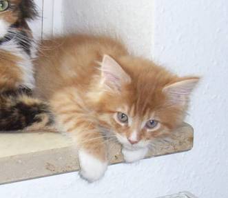 Harley Davidson mit neun Wochen / nine weeks old