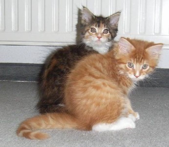 Harley Davidson mit zehn Wochen / ten weeks old