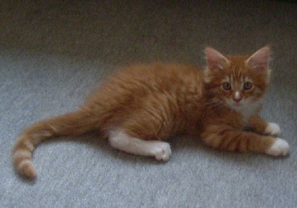 Harley Davidson mit zehn Wochen / ten weeks old