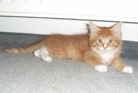 Harley Davidson mit elf Wochen / eleven weeks old