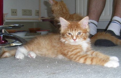 Harley Davidson mit zwölf Wochen / twelve weeks old