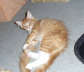 Harley Davidson mit dreizehn Wochen / thirteen weeks old