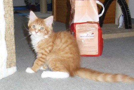 Harley Davidson mit dreizehn Wochen / thirteen weeks old