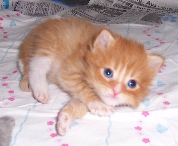 Harley Davidson mit vier Wochen / four weeks old