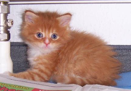 Harley Davidson mit sechs Wochen / six weeks old