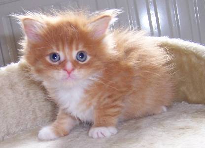 Harley Davidson mit sechs Wochen / six weeks old