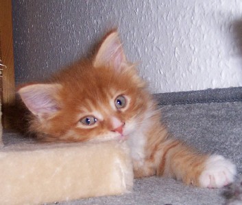 Harley Davidson mit sieben Wochen / seven weeks old