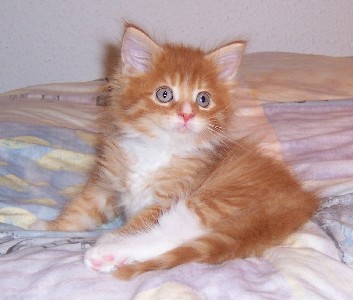 Harley Davidson mit sieben Wochen / seven weeks old