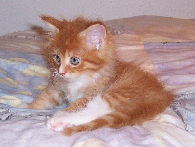 Harley Davidson mit sieben Wochen / seven weeks old