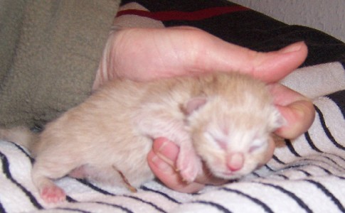 Homer mit drei Tagen / three days old