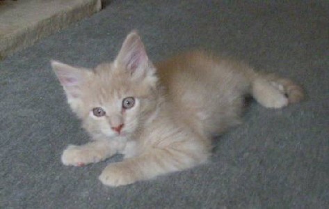 Homer mit neun Wochen / nine weeks old