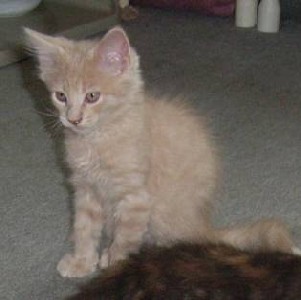 Homer mit zehn Wochen / ten weeks old