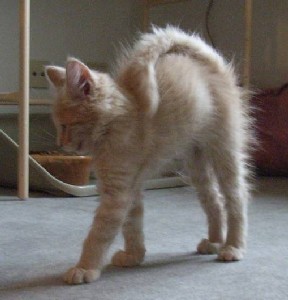 Homer mit zehn Wochen / ten weeks old