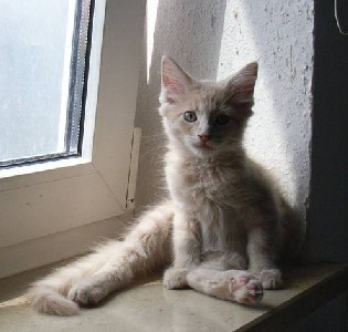 Homer mit elf Wochen / eleven weeks old