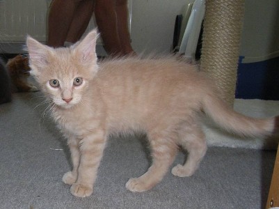 Homer mit zwölf Wochen / twelve weeks old