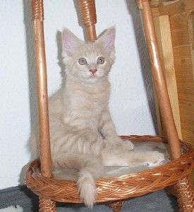 Homer mit zwölf Wochen / twelve weeks old