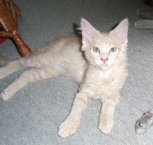 Homer mit dreizehn Wochen / thirteen weeks old