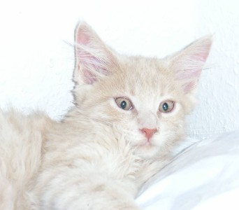 Homer mit dreizehn Wochen / thirteen weeks old