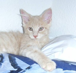 Homer mit dreizehn Wochen / thirteen weeks old