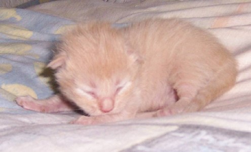 Homer mit neun Tagen / nine days old