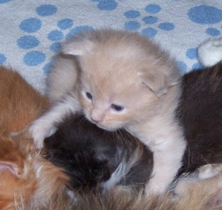 Homer mit vier Wochen / four weeks old