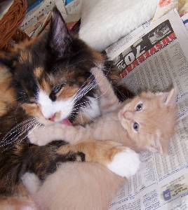 Homer mit sechs Wochen / six weeks old