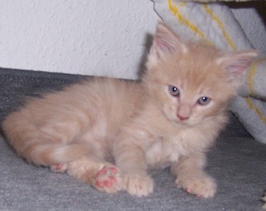 Homer mit sieben Wochen / sieben weeks old