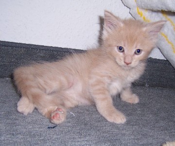 Homer mit sieben Wochen / sieben weeks old