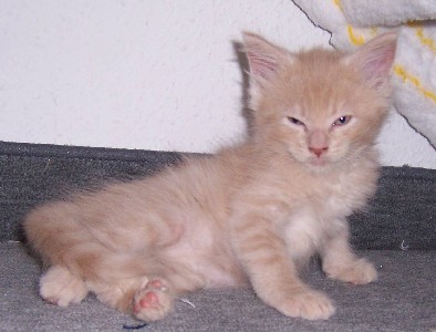 Homer mit sieben Wochen / sieben weeks old