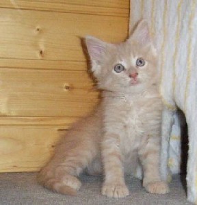 Homer mit acht Wochen / eight weeks old