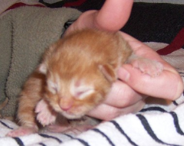 Hektor mit drei Tagen / being three days old
