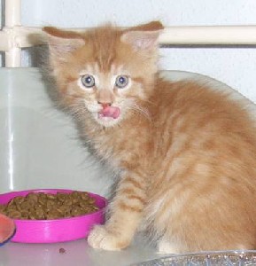 Hektor mit acht Wochen / being eight weeks old