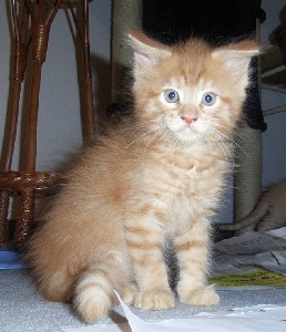 Hektor mit acht Wochen / being eight weeks old