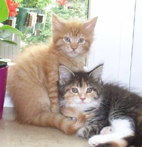 Hektor mit neun Wochen / being nine weeks old